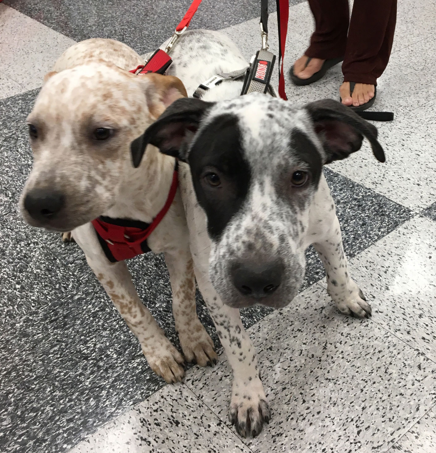 Adopt A Friend: Bandit